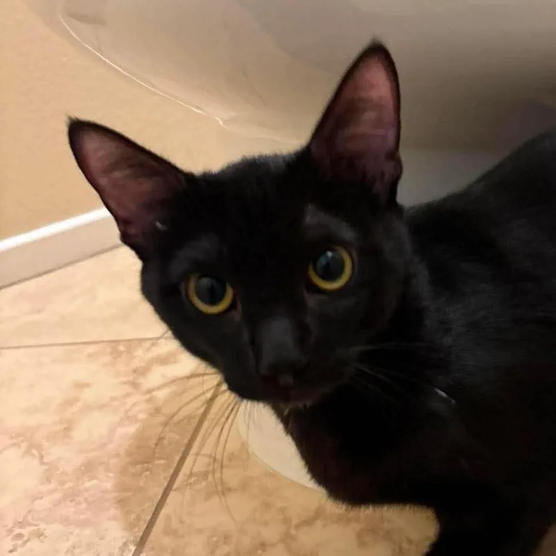 A young small-sized female Black Domestic Short Hair cat named Cookie for adoption in Hemet, CA