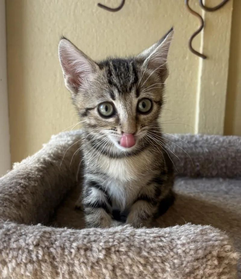 A baby small-sized female Gray / Blue / Silver Domestic Short Hair cat named Gigi for adoption in Green Valley, AZ