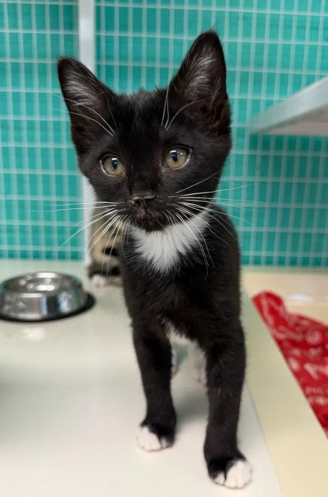 A baby medium-sized female Black & White / Tuxedo Domestic Short Hair cat named Raven for adoption in St. Helens, OR