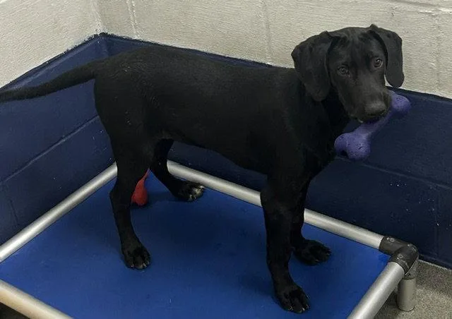 A young medium-sized male Labrador Retriever dog named Poseidon  months Ava for adoption in Sterling, MA