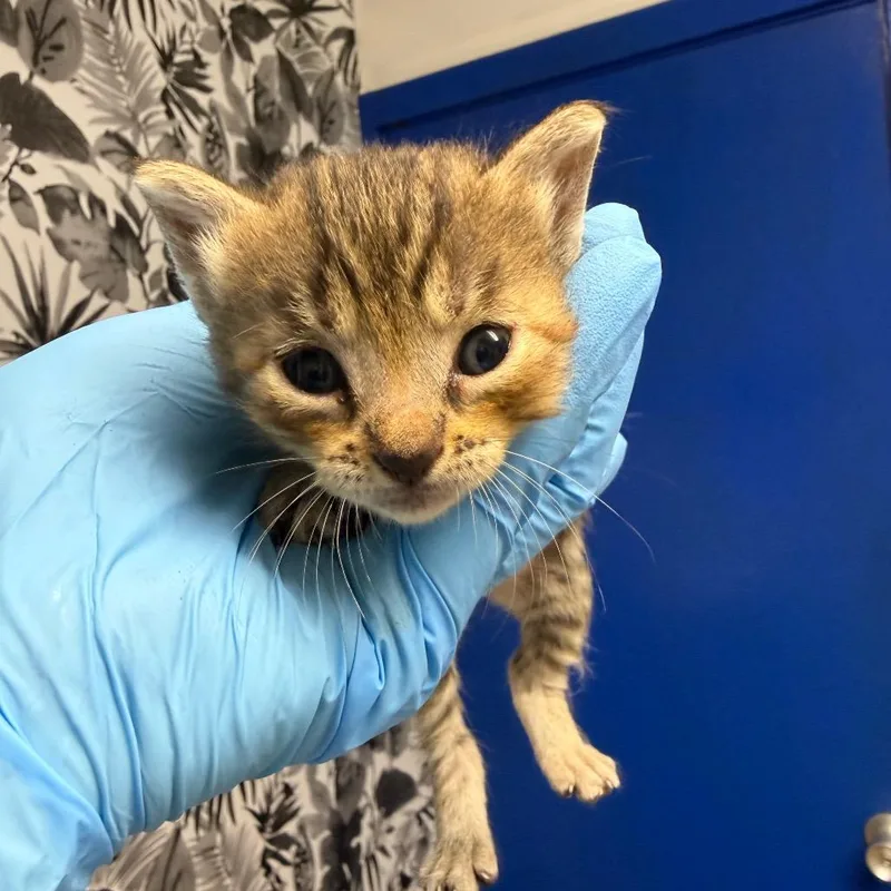 A baby small-sized female Torbie Domestic Short Hair cat named Samantha for adoption in Wahiawa, HI