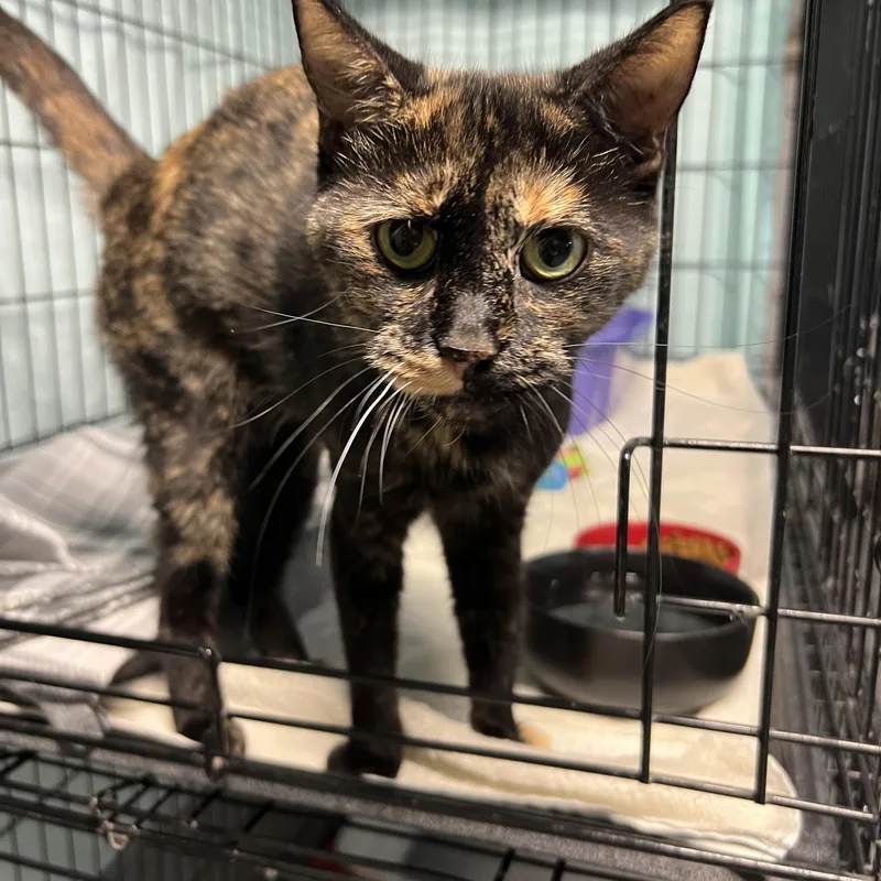 An adult small-sized female Tortoiseshell cat named Ursula for adoption in Altoona, PA