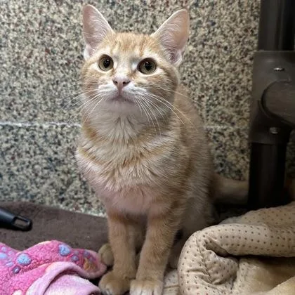 A baby small-sized male Domestic Short Hair cat named Mariano for adoption in Merriam, KS