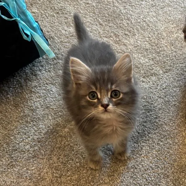 A baby small-sized male Gray / Blue / Silver Domestic Short Hair cat named Teddy in Cockeysville for adoption in Alexandria, VA