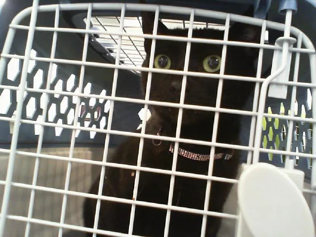 An adult large-sized male Domestic Short Hair cat named Boo for adoption in Charlotte, NC