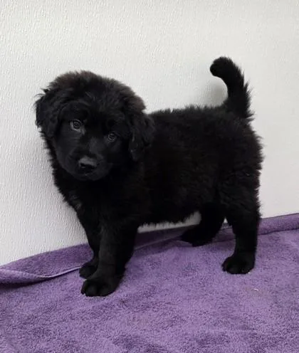 A young medium-sized male Shepherd dog named Quasimodo for adoption in Phoenix, AZ