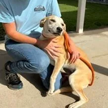 A young medium-sized female Golden Labrador Retriever dog named Bailey for adoption in Cumberland, RI