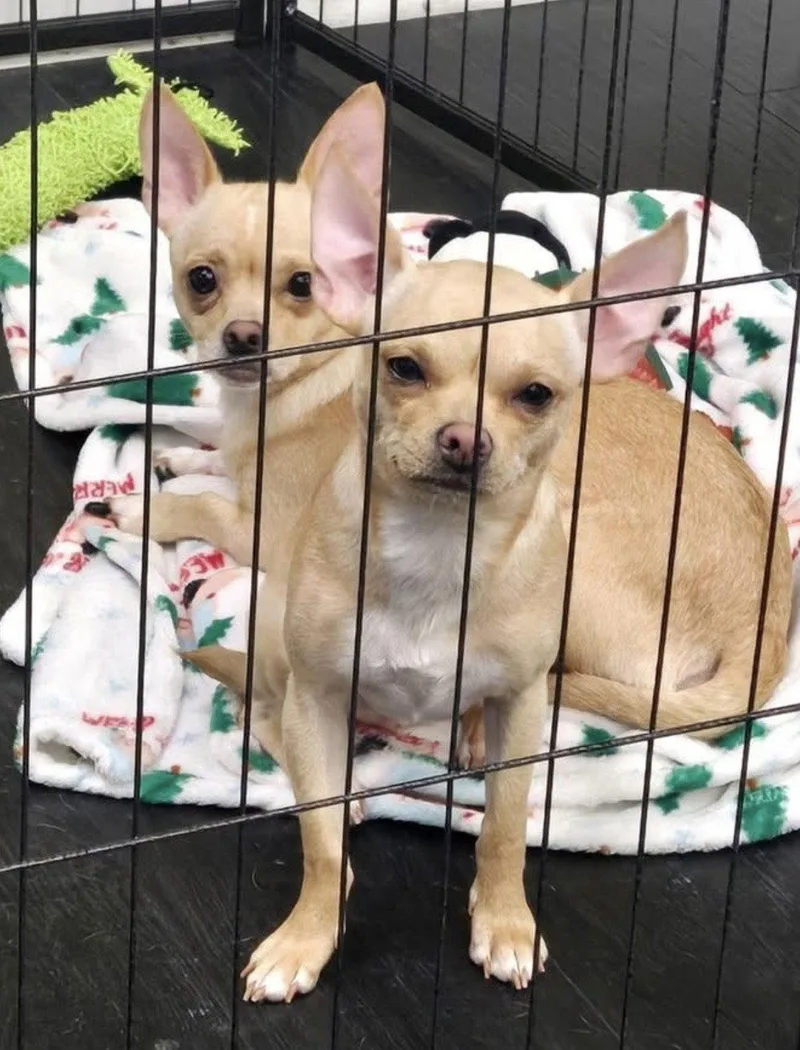 A young small-sized female Yellow / Tan / Blond / Fawn Chihuahua dog named Tilly for adoption in Pottstown, PA