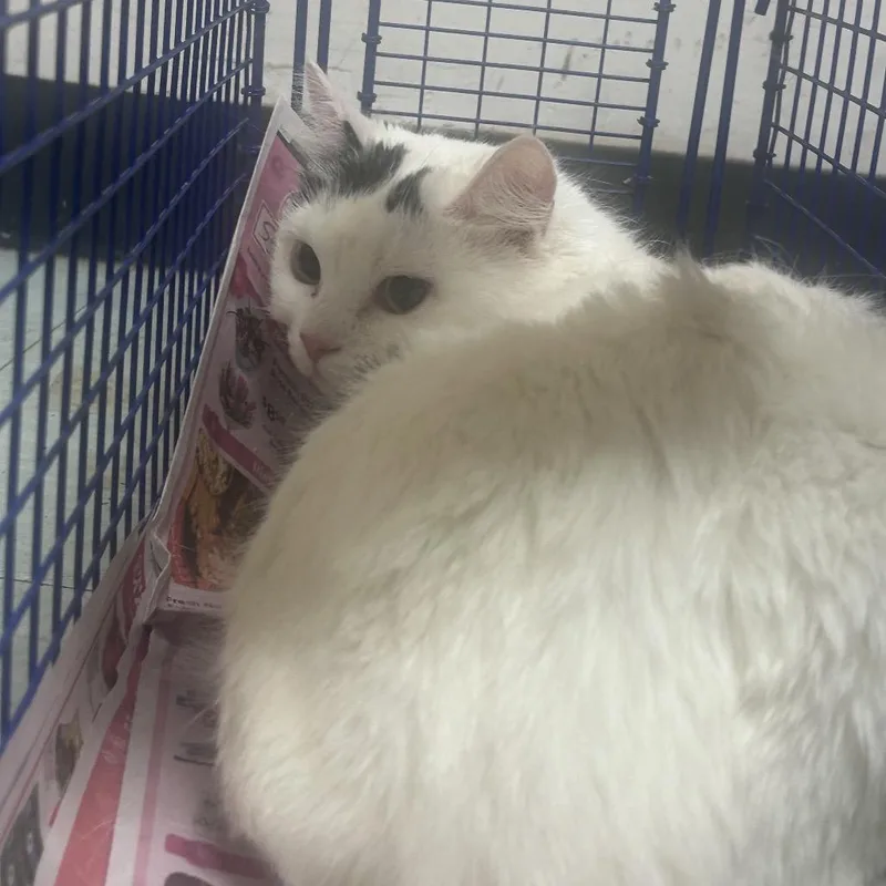 An adult small-sized female Black Domestic Short Hair cat named Petunia for adoption in Philadelphia, PA