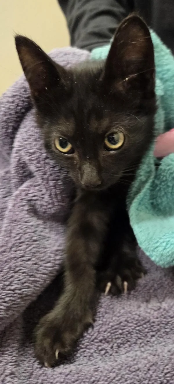 A baby small-sized male Domestic Short Hair cat named Starry for adoption in El Cajon, CA