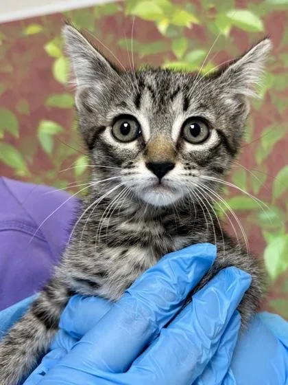 A young small-sized female Domestic Short Hair cat named Moss for adoption in San Antonio, TX