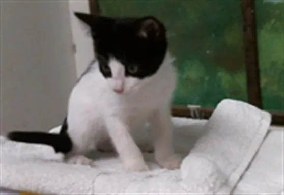 A baby small-sized male Domestic Short Hair cat named Orion for adoption in Houston, TX