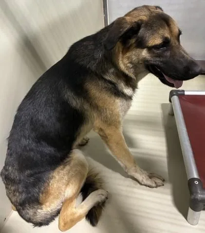 A young large-sized male German Shepherd Dog dog named Ballister for adoption in Bakersfield, CA