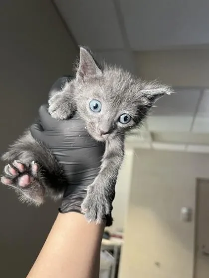 A baby small-sized male Domestic Short Hair cat named Juice for adoption in Farmers Branch, TX