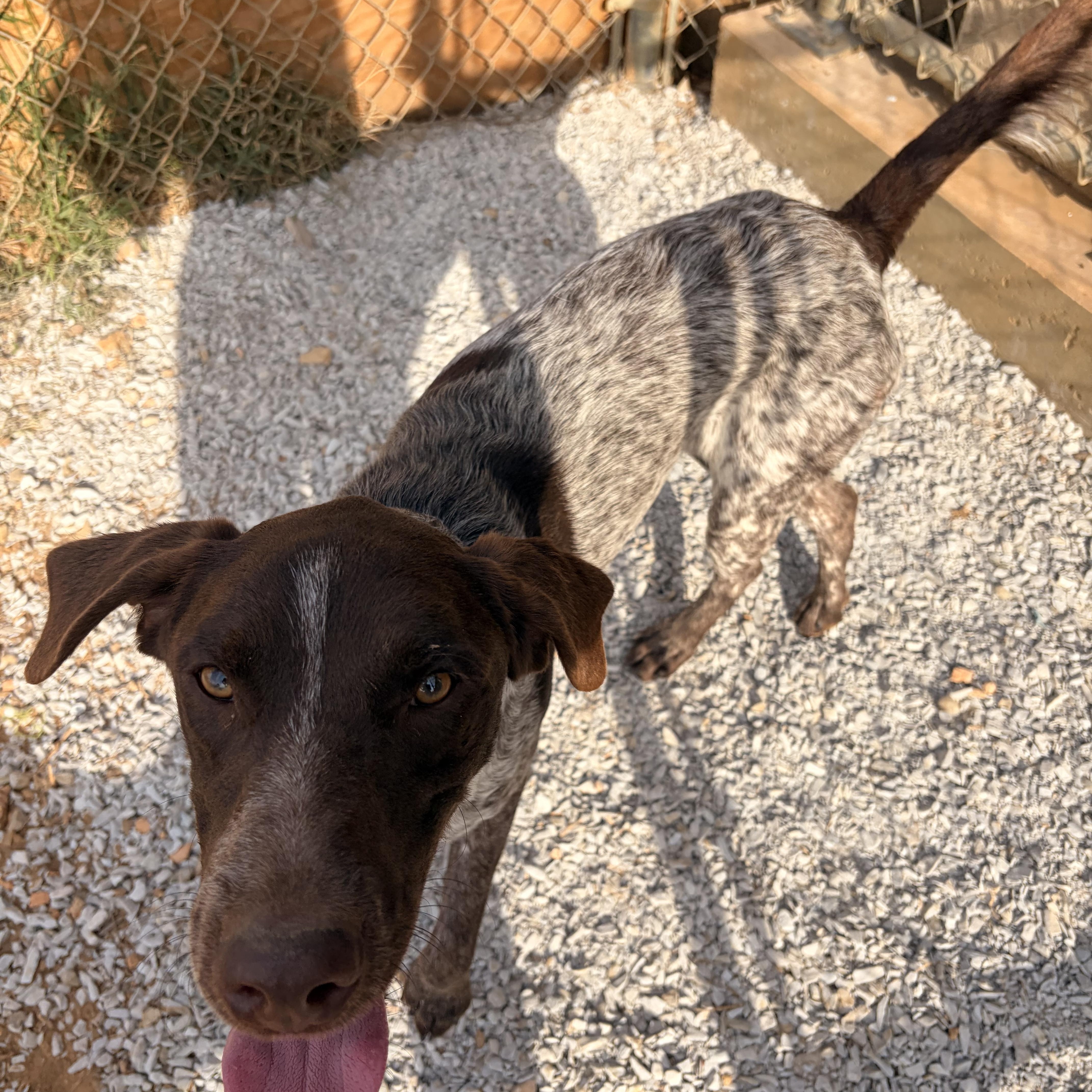 A young large-sized male German Shorthaired Pointer dog named King & Ace for adoption in Melbourne, AR