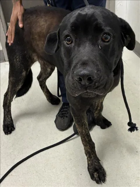 A young large-sized male Labrador Retriever dog named Bruno for adoption in Los Angeles, CA