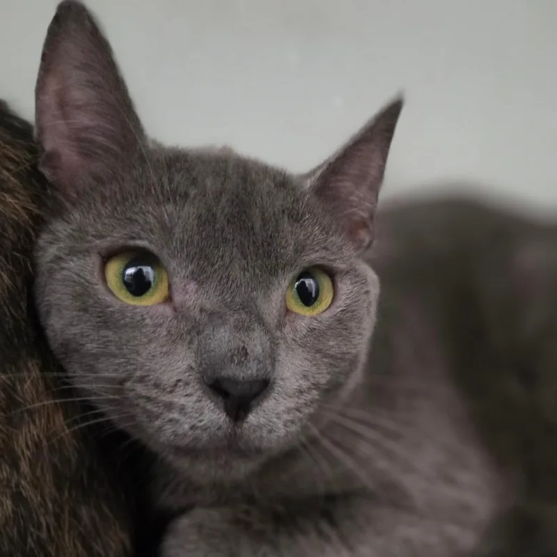 A young medium-sized female Gray / Blue / Silver Russian Blue cat named Oyster for adoption in Brea, CA