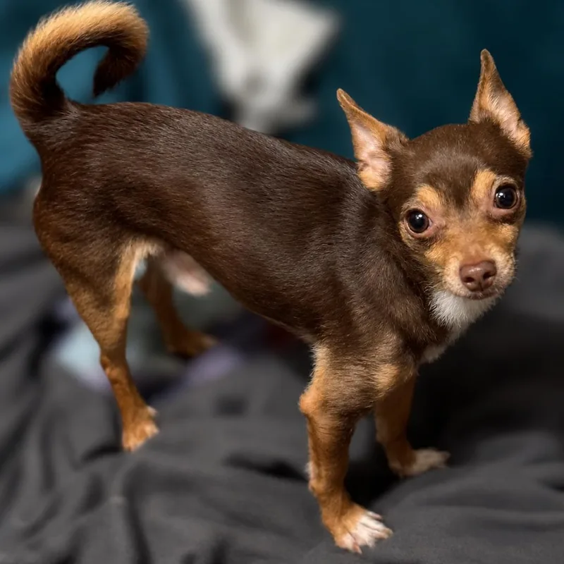 A senior small-sized male Brown / Chocolate Chihuahua dog named Charlie for adoption in Hudson, IL