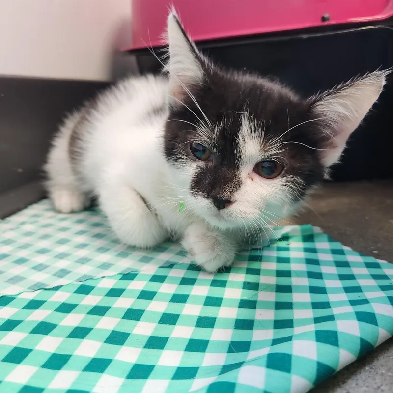 A baby small-sized female White Domestic Short Hair cat named Harry for adoption in Fort Wayne, IN