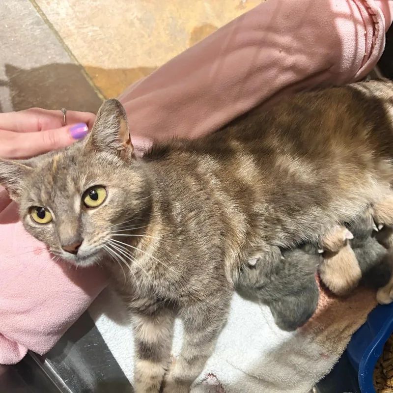 A young medium-sized female Domestic Short Hair cat named Farrah for adoption in Cumming, GA