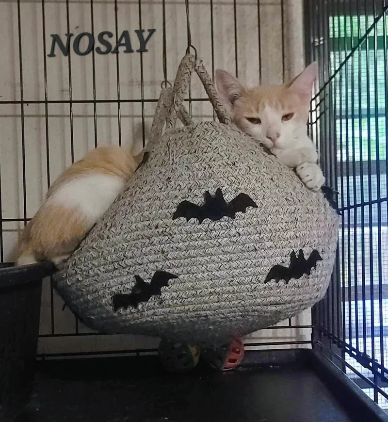 A young small-sized male Orange & White Domestic Short Hair cat named Nosay for adoption in Maple Grove, MN