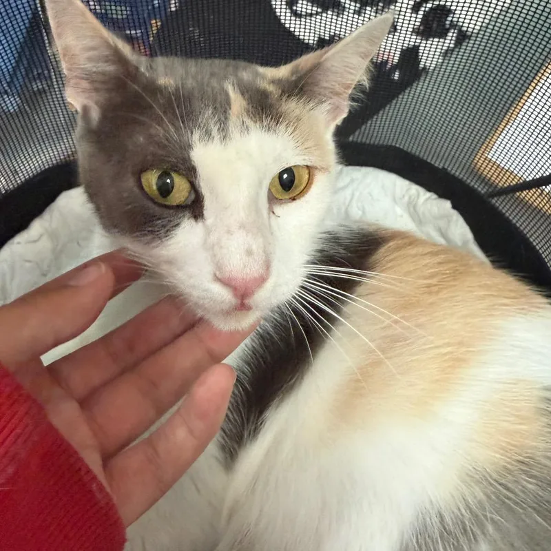 An adult medium-sized female White Domestic Short Hair cat named Dora for adoption in Edinburg, TX