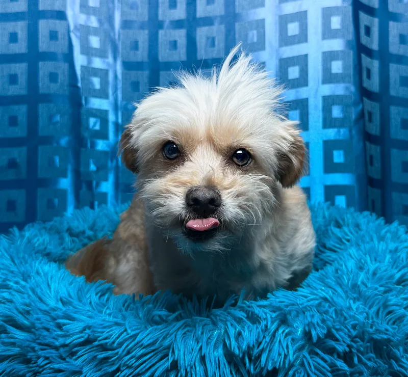 An adult small-sized male Apricot / Beige Terrier dog named Shaggy for adoption in Hondo, TX