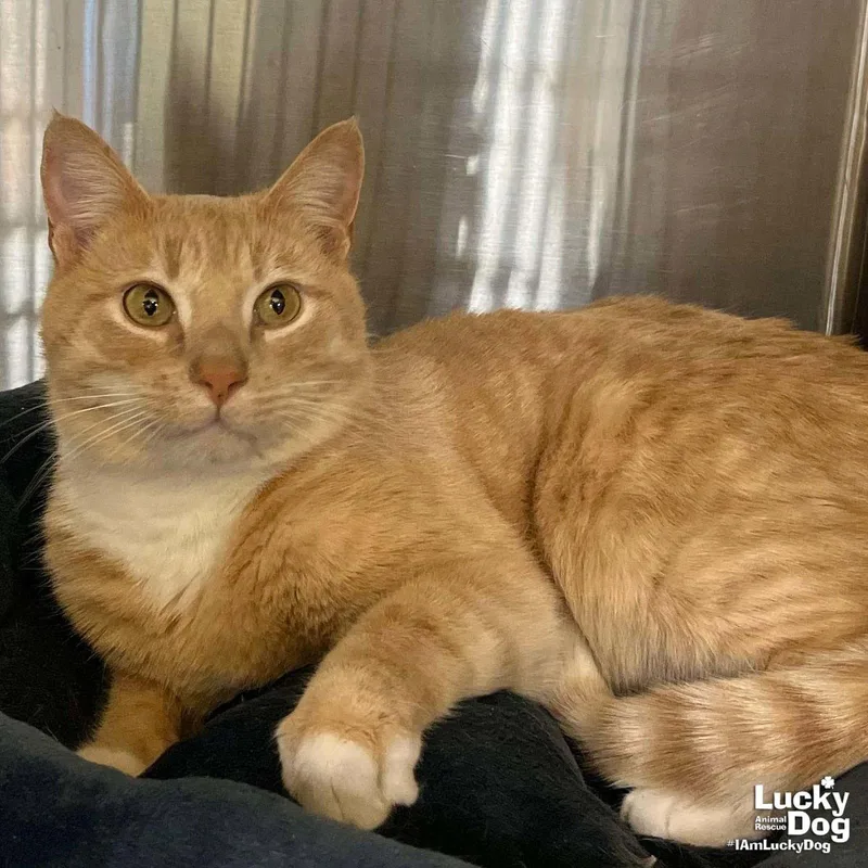 An adult medium-sized male Orange / Red Domestic Short Hair cat named Randy for adoption in Washington, DC