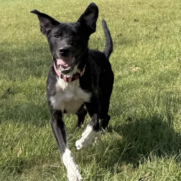 An adult medium-sized female Border Collie dog named Clara for adoption in Kansas City, MO