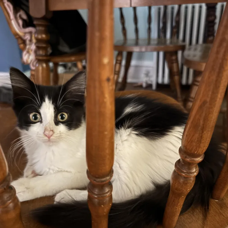 A baby medium-sized female Black & White / Tuxedo Domestic Short Hair cat named Chloe for adoption in Sewell, NJ