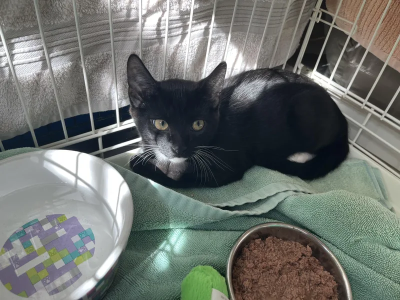 A baby small-sized male Black & White / Tuxedo Domestic Short Hair cat named Wawa for adoption in Salisbury, MA