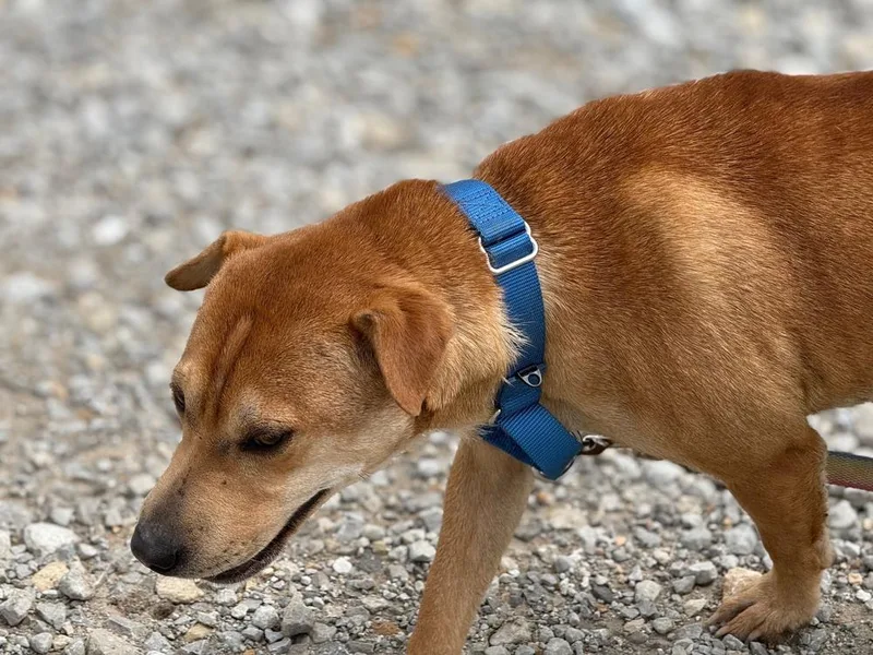 An adult small-sized female Red / Chestnut / Orange Shar-Pei dog named Maggie for adoption in Green Ridge, MO