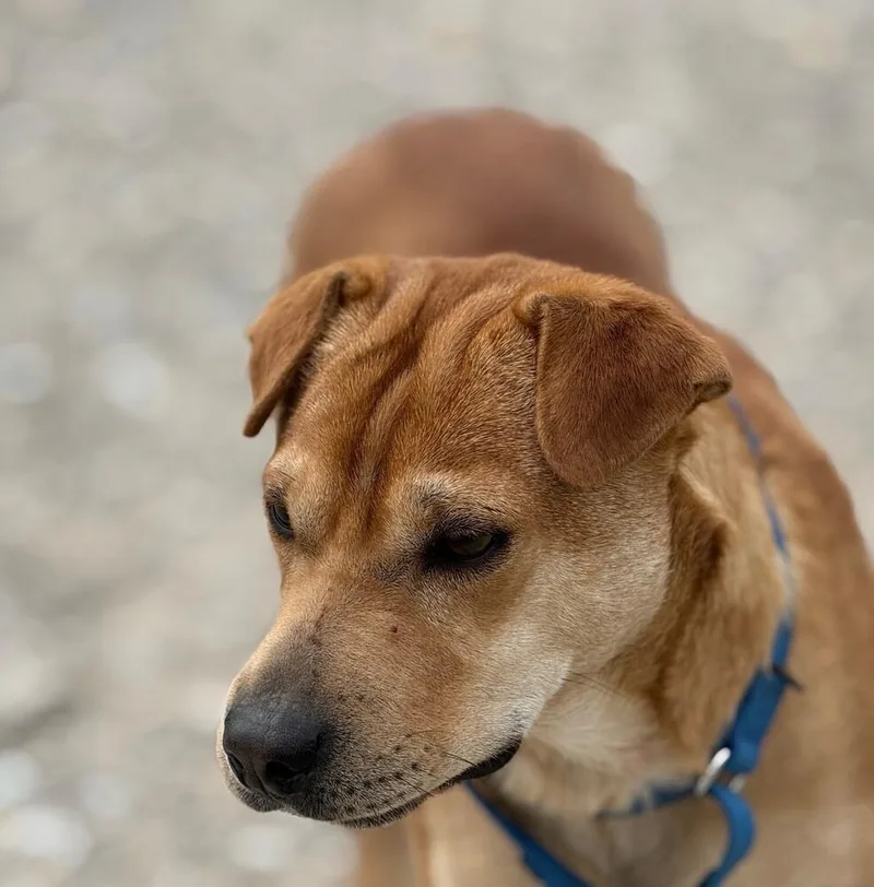 Maggie thumbnail 2