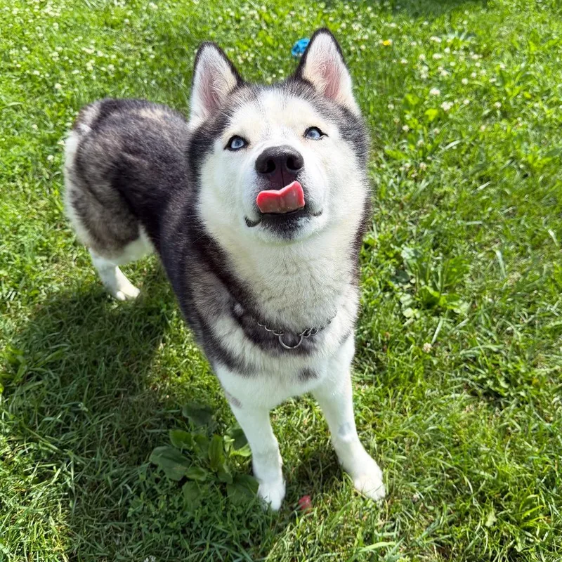 An adult medium-sized male Husky dog named Sterling for adoption in Olean, NY