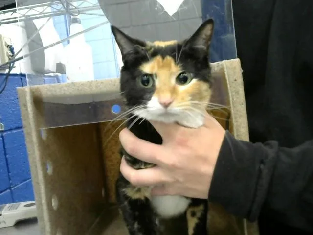 An adult medium-sized female Domestic Short Hair cat named Calypso for adoption in Albuquerque, NM