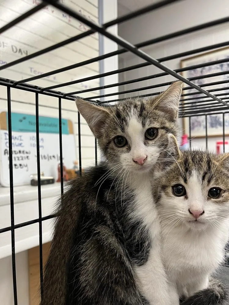 A young medium-sized male Domestic Short Hair cat named Remi for adoption in Ontario, CA