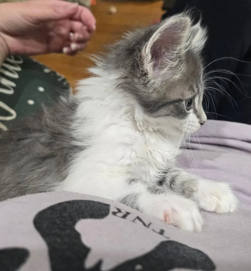 A baby small-sized male Gray & White Domestic Short Hair cat named Mochi for adoption in Mount Laurel, NJ