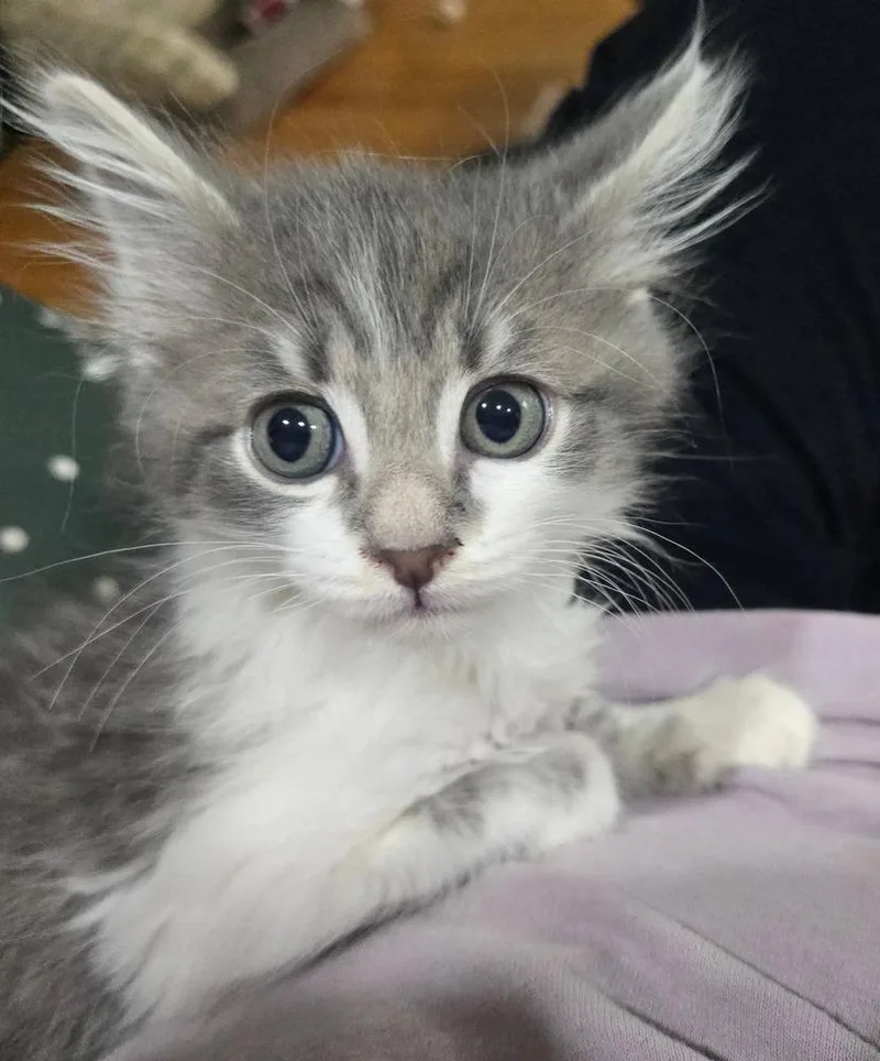 Mochi thumbnail 2