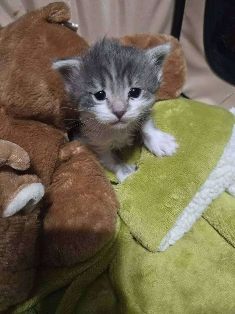 Mochi thumbnail 3