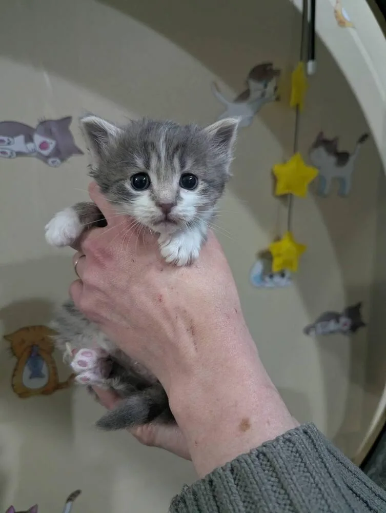 Mochi thumbnail 5