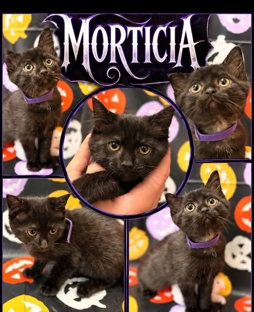 A baby small-sized female Domestic Short Hair cat named morticia Purple for adoption in Rensselaer, IN