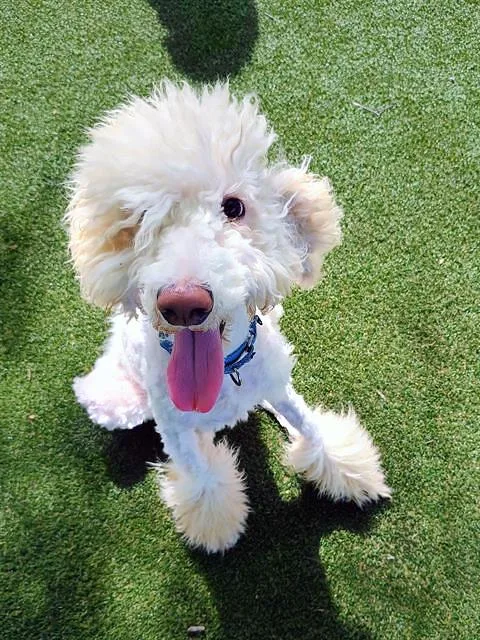 A young medium-sized male Yellow / Tan / Blond / Fawn Mixed Breed dog named Scrabble for adoption in Nashville, TN
