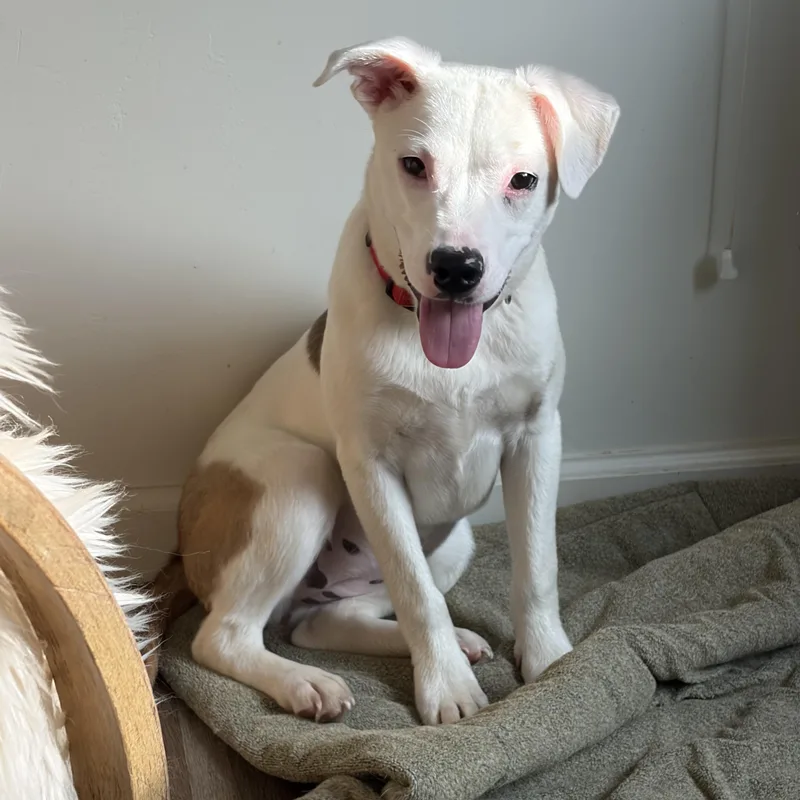 A baby medium-sized female White / Cream Cattle Dog dog named Lizzy Sweet Puppy for adoption in Grass Valley, CA