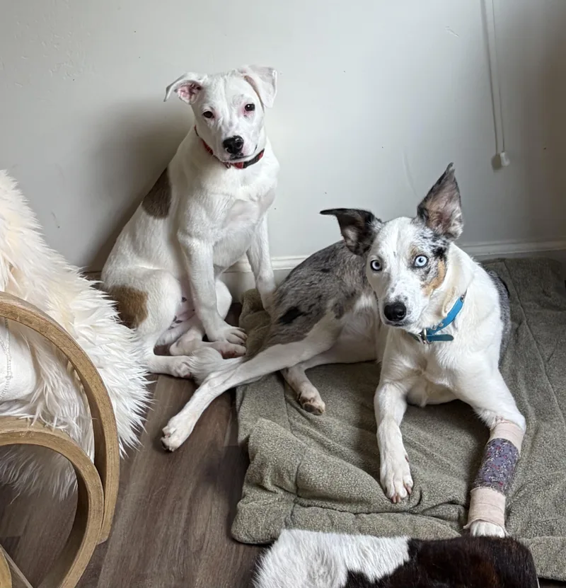 Lizzy Sweet Puppy thumbnail 2