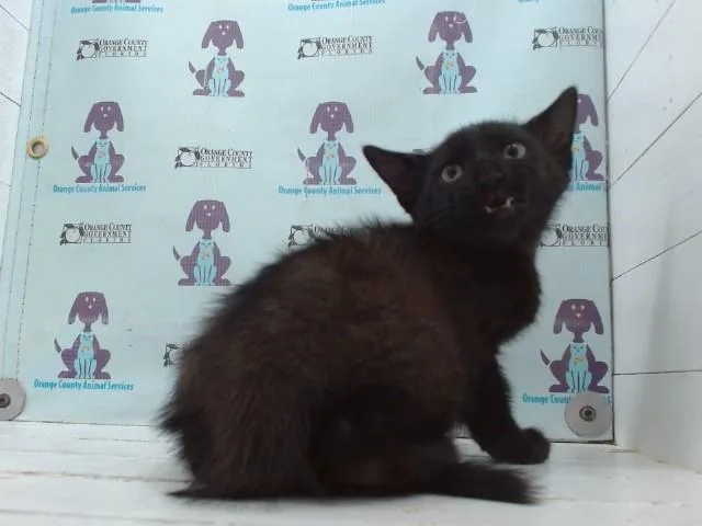 A baby small-sized male Domestic Short Hair cat named A for adoption in Orlando, FL