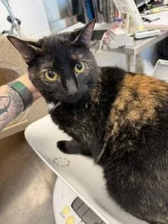 An adult medium-sized female Domestic Short Hair cat named Tootsie for adoption in Haw River, NC
