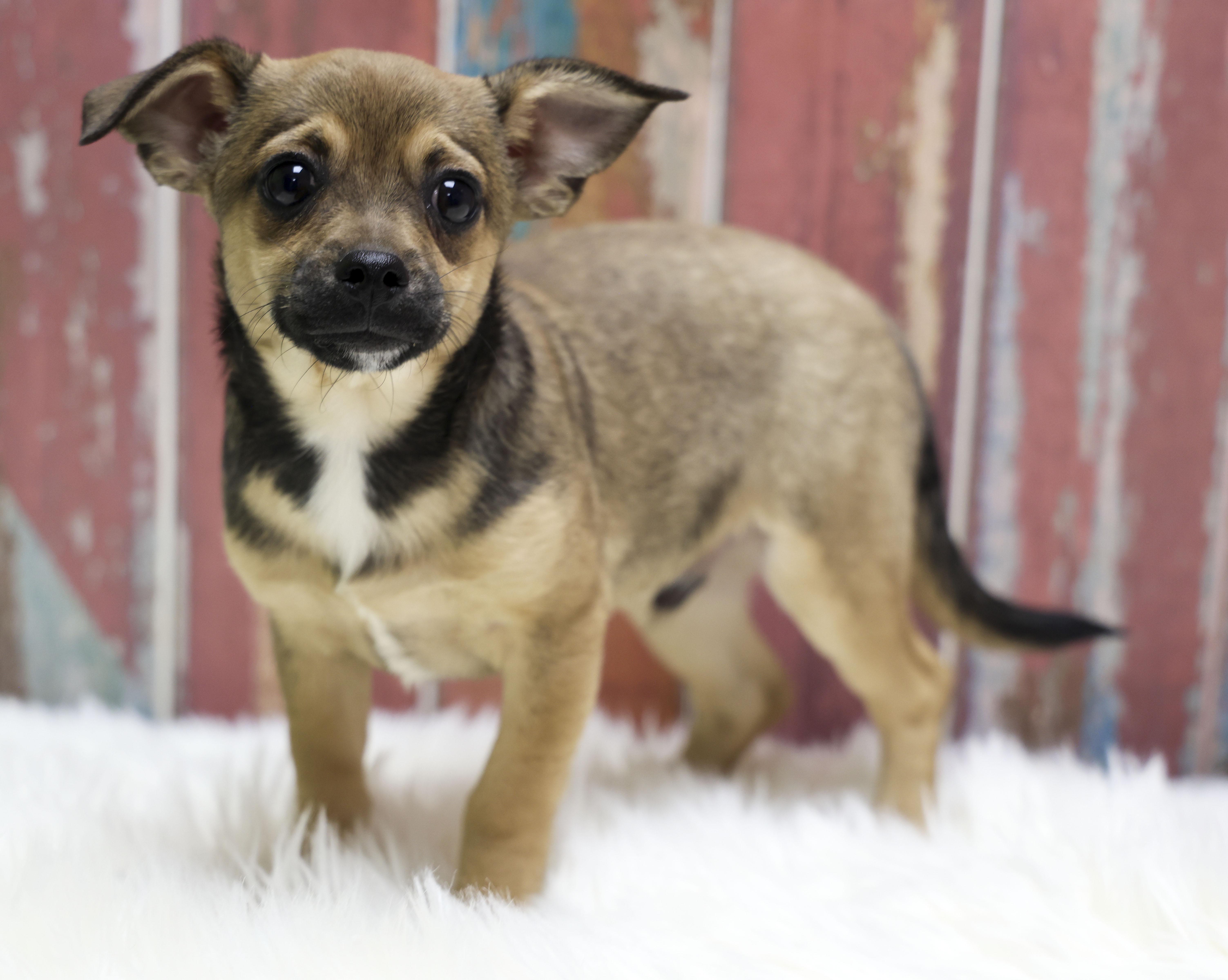 The Chipug Litter  thumbnail 2