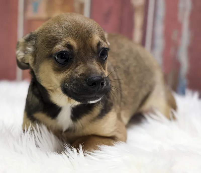 The Chipug Litter  thumbnail 3