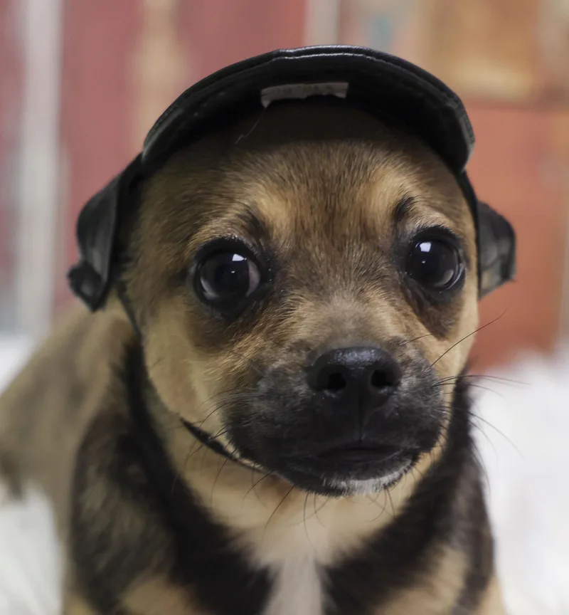 The Chipug Litter  thumbnail 4