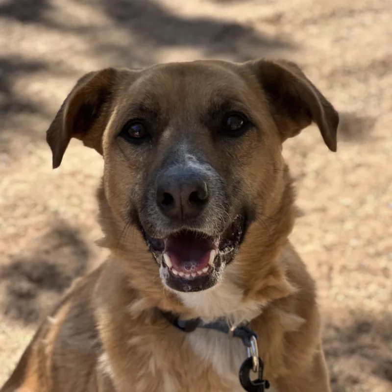 Marmoset thumbnail 2